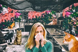 Як вижити у pet-friendly місті, якщо в тебе алергія на тварин Як вижити у pet-friendly місті, якщо в тебе алергія на тварин